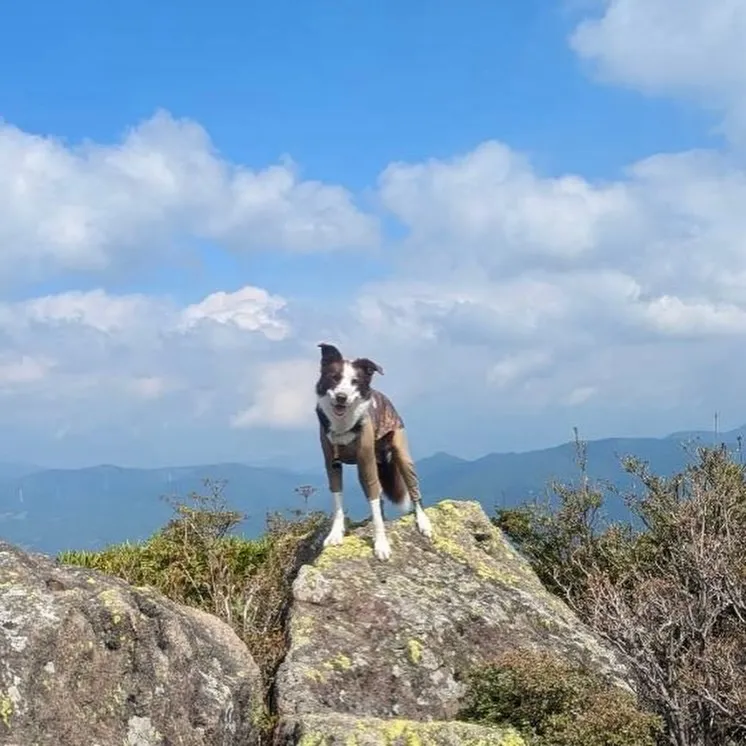 くじゅう三俣山お鉢周回(副題:マルちゃんの大冒険)🐶