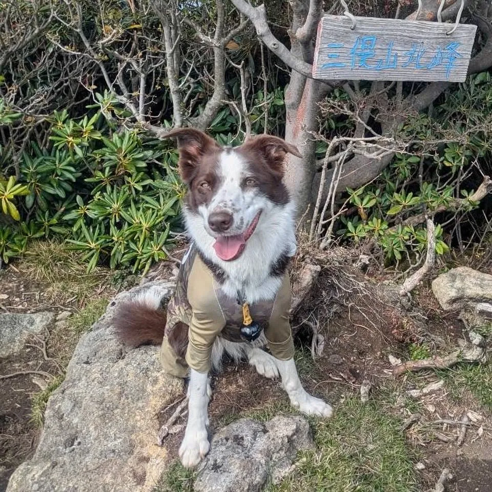 くじゅう三俣山お鉢周回(副題:マルちゃんの大冒険)🐶
