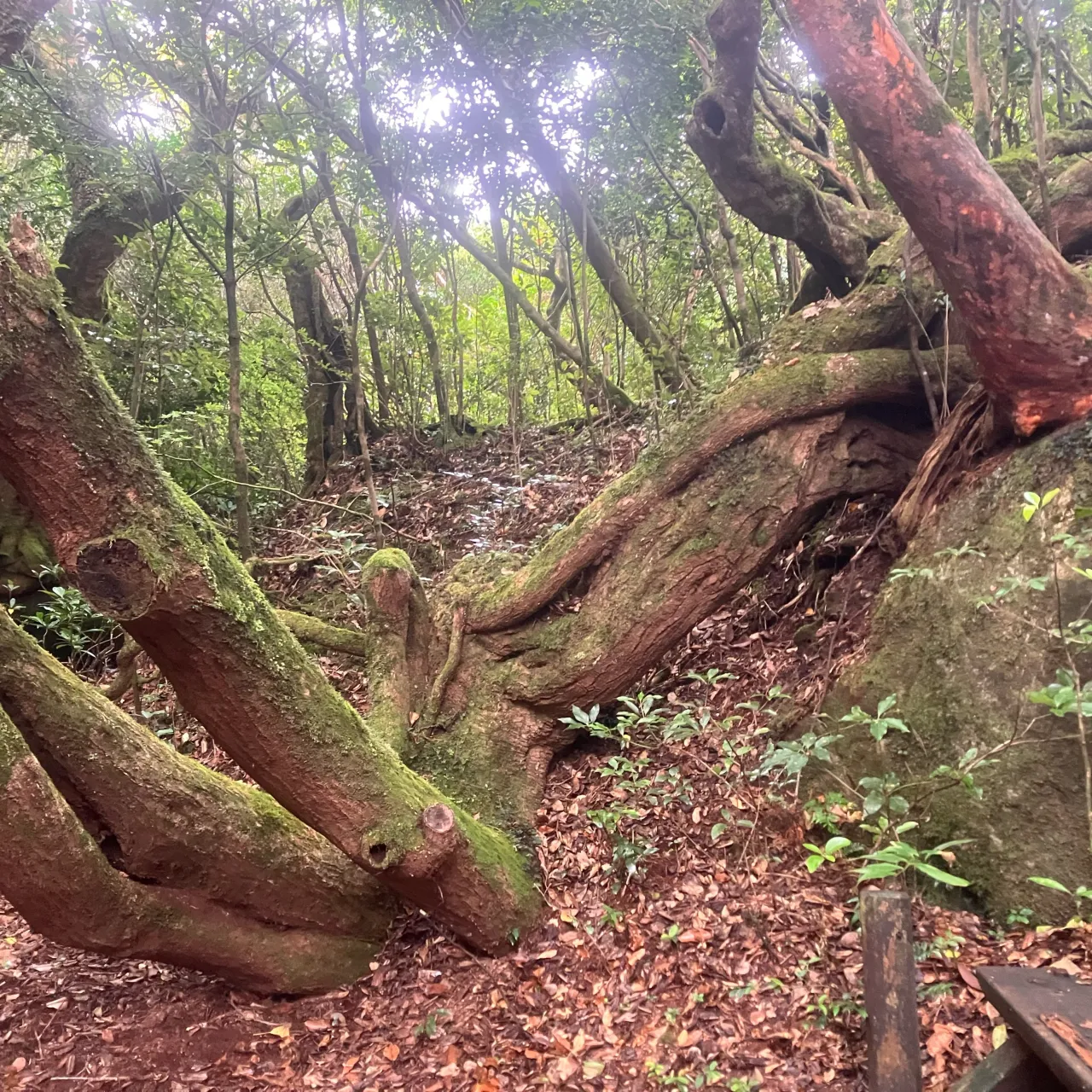 大隅半島の2日目は九州百名山 稲尾岳へ🚙