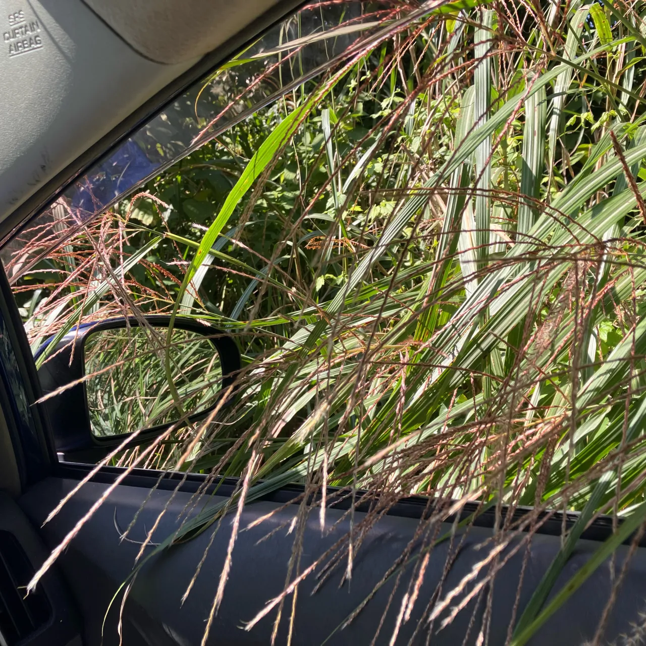 この写真を見て、車道と思う人がどれだけ居るだろうか？🤔