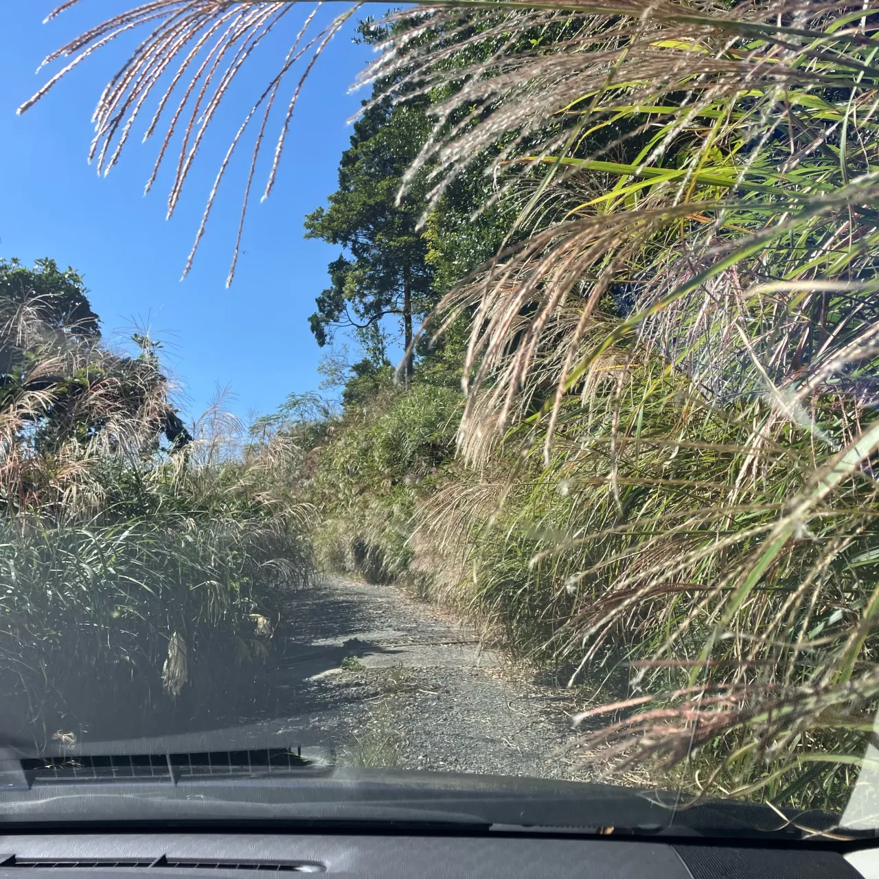 この写真を見て、車道と思う人がどれだけ居るだろうか？🤔
