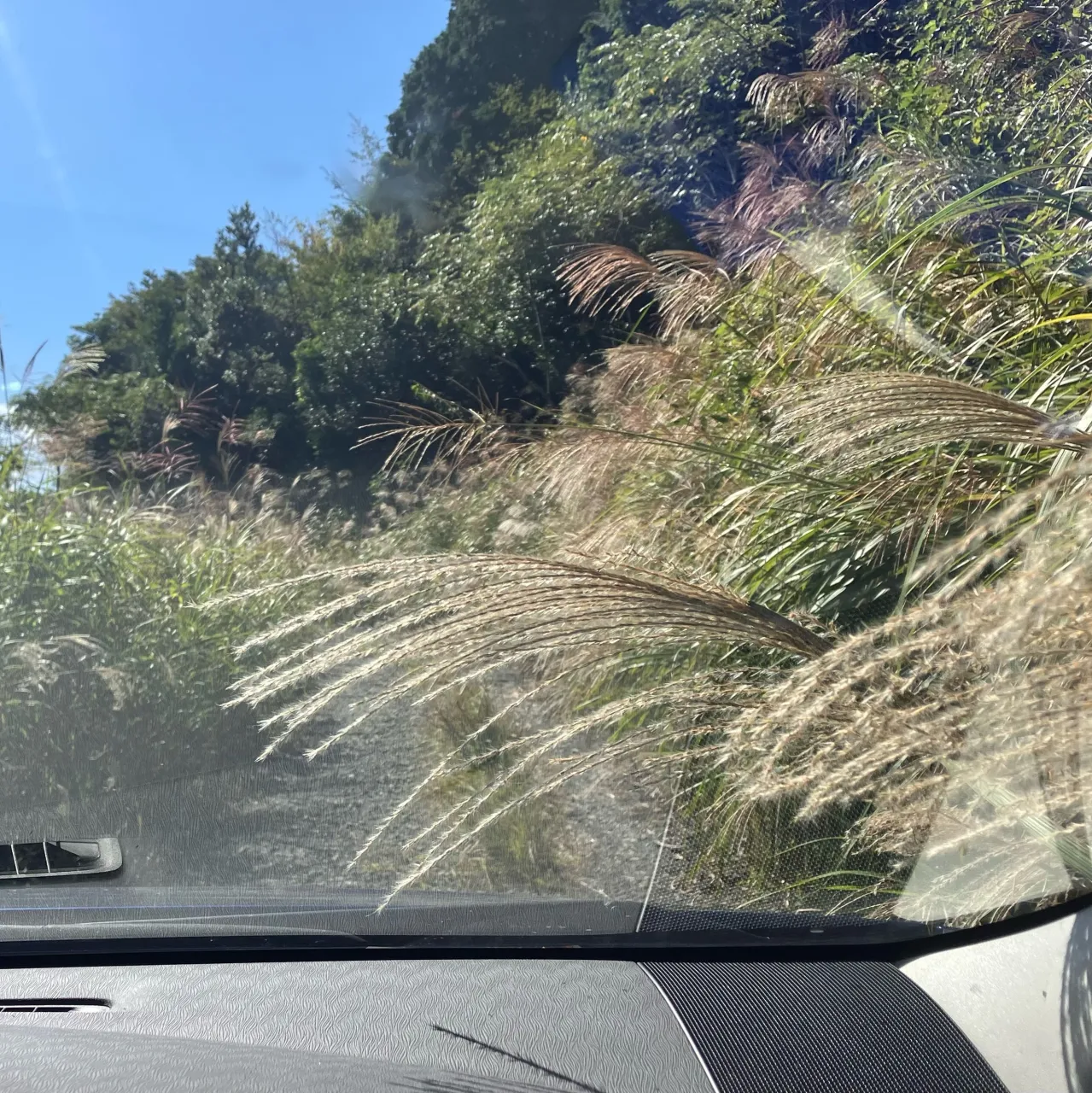 この写真を見て、車道と思う人がどれだけ居るだろうか？🤔