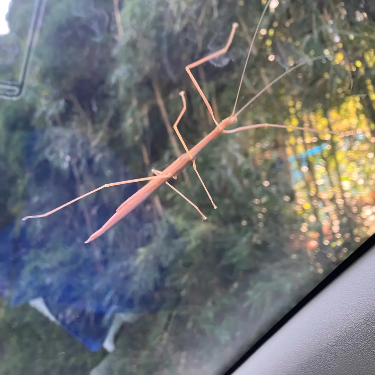 この写真を見て、車道と思う人がどれだけ居るだろうか？🤔
