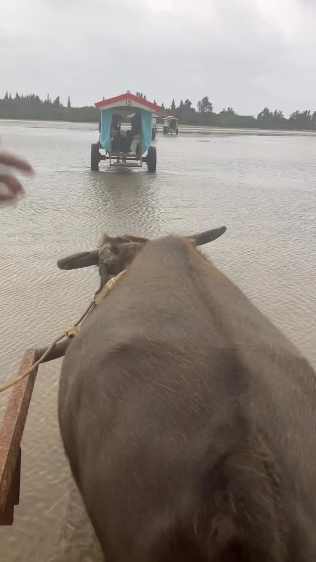 西表島から由布島へは水牛さんに乗って🥰