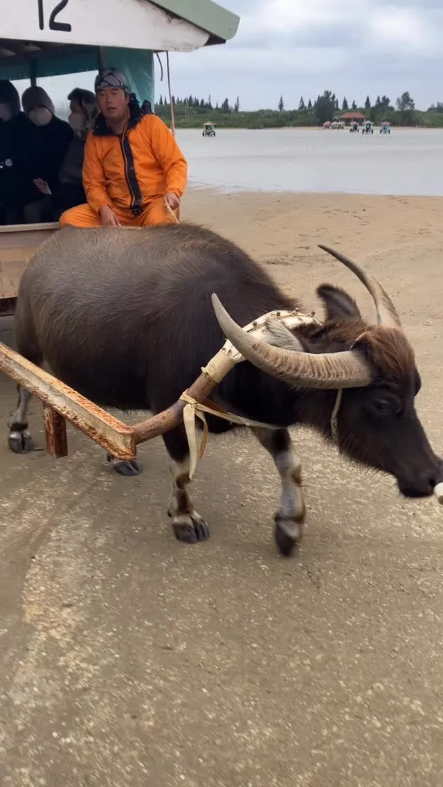 働き者の水牛さんの動画をもう1本❗️🥰🐃