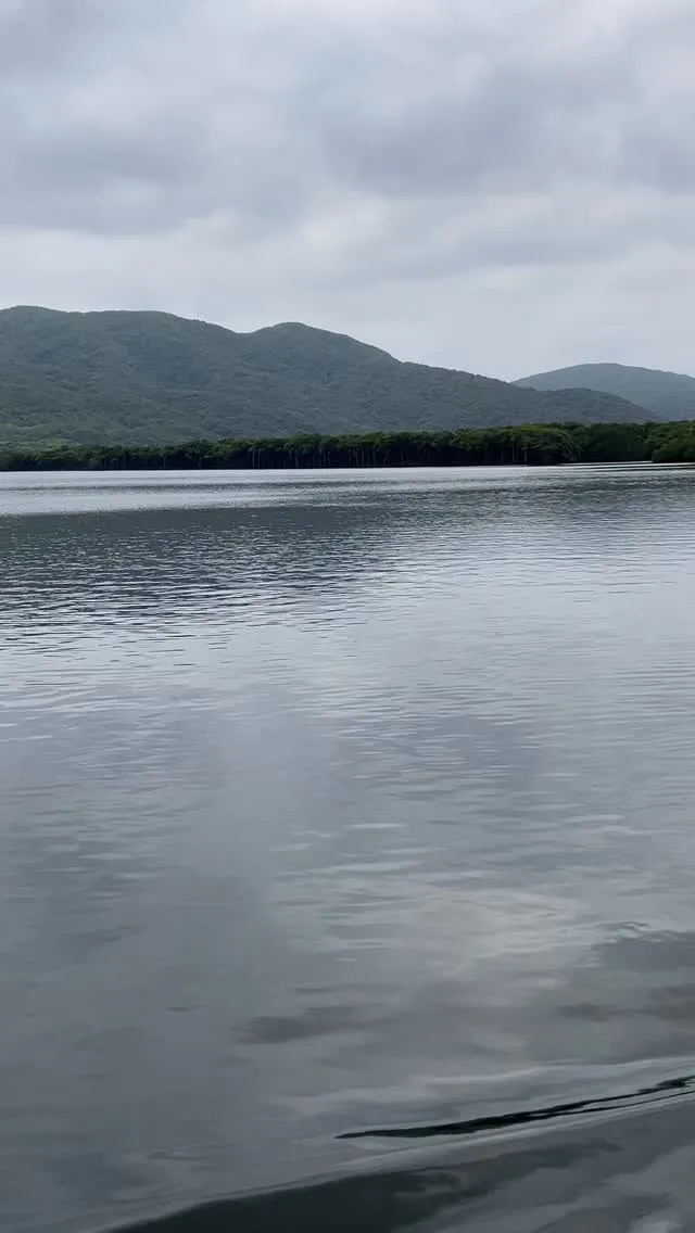 日本最大のマングローブ流域面積を誇る西表島 仲間川のマングロ...
