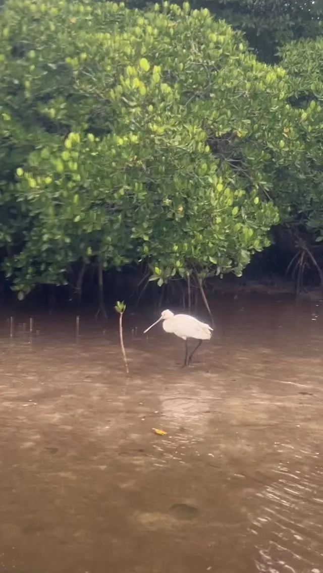 絶滅危惧種の貴重なクロツラヘラサギ🪿