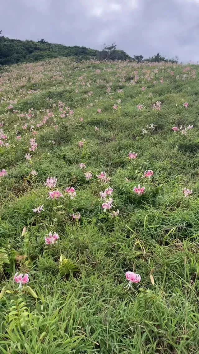 甑島 みっちり草原で奇跡の絶景❗️🤩